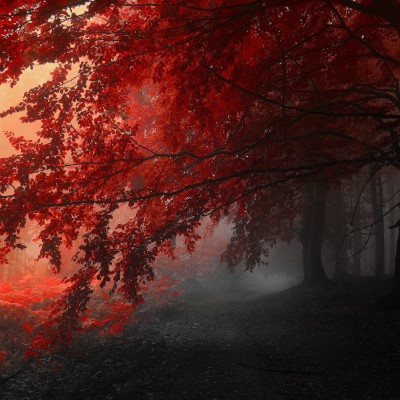 1920 x 1080 HD Wallpapers 1108